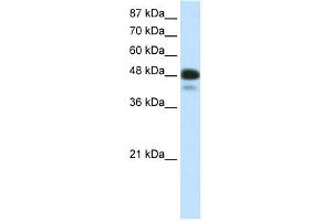r-NEUROD2; WB Suggested Anti-NEUROD2 Antibody Titration: 0. (NEUROD2 抗体  (N-Term))