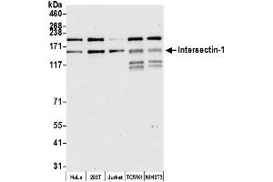 anti-Intersectin 1 (ITSN1) (AA 850-900) antibody