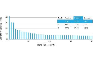 Protein Array (PAr) image for anti-Cadherin 5 (CDH5) antibody (ABIN7456153) (Cadherin 5 抗体)