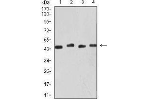 Western Blotting (WB) image for anti-Keratin 19 (KRT19) (AA 274-400) antibody (ABIN5542469)