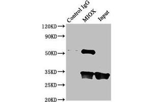 Immunoprecipitating MIOX in Mouse kidney tissue Lane 1: Rabbit control IgG instead of ABIN7156306 in Mouse kidney tissue. (MIOX 抗体  (AA 1-285))