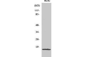 Western Blotting (WB) image for anti-Ribosomal Protein L26-Like 1 (RPL26L1) (C-Term) antibody (ABIN3177235) (RPL26L1 抗体  (C-Term))