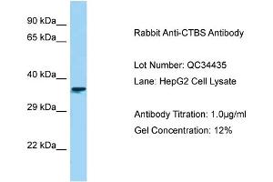 Host: Rabbit Target Name: CTBS Sample Type: HepG2 Antibody Dilution: 1. (CTBS 抗体  (C-Term))