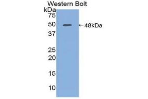 Detection of Recombinant PCPE1, Human using Polyclonal Antibody to Procollagen C-Endopeptidase Enhancer (PCOLCE) (PCOLCE 抗体  (AA 38-449))