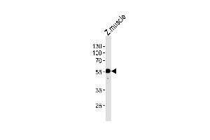 Western blot analysis of lysate from zebra fish muscle tissue lysate, using DANRE hnf1bb Antibody (Center) Azb18694a. (HNF1B 抗体  (AA 212-245))