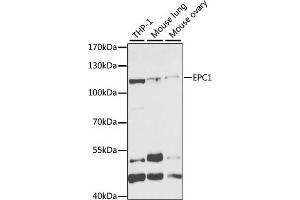 Western blot analysis of extracts of various cell lines, using EPC1 antibody (ABIN6133506, ABIN6140203, ABIN6140204 and ABIN6221494) at 1:1000 dilution. (EPC1 抗体  (AA 1-300))