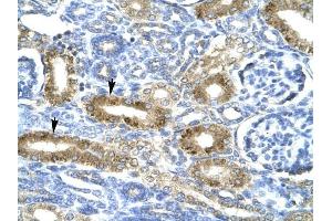 CHRND antibody was used for immunohistochemistry at a concentration of 4-8 ug/ml to stain Epithelial cells of renal tubule (arrows) in Human Kidney. (CHRND 抗体  (N-Term))