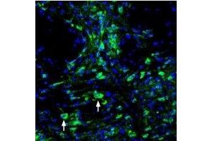 Expression of ASIC3 in mouse dorsal raphe nucleus - Immunohistochemical staining of perfusion-fixed frozen mouse brain sections using Guinea pig Anti-ASIC3 Antibody (ABIN7042916, ABIN7045408 and ABIN7045409), (1:200), followed by goat-anti-guinea pig-AlexaFluor-488 secondary antibody. (ASIC3 抗体  (Intracellular))