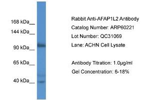Western Blotting (WB) image for anti-Actin Filament Associated Protein 1-Like 2 (AFAP1L2) (N-Term) antibody (ABIN2788372) (AFAP1L2 抗体  (N-Term))