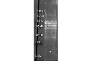 Western Blot of Goat anti-Fibrinogen antibody. (FGA 抗体  (Biotin))