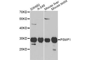 Western blot analysis of extracts of various cell lines, using PSMF1 Antibody (ABIN1876734) at 1:1000 dilution. (PSMF1 抗体)