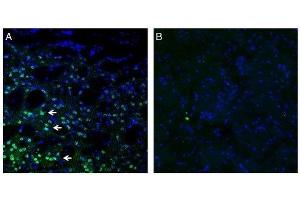 Expression of Frizzled-3 in mouse striatum. (FZD3 抗体  (Intracellular))
