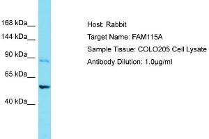 Host: Rabbit Target Name: FAM115A Sample Tissue: Human COLO205 Whole Cell Antibody Dilution: 1ug/ml (FAM115A 抗体  (C-Term))