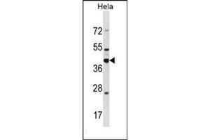 Western blot analysis of DND1 Antibody  in Hela cell line lysates (35ug/lane). (DND1 抗体  (Middle Region))
