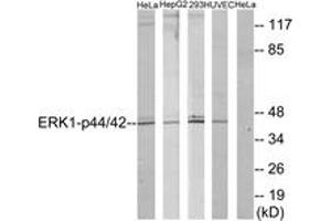 Western blot analysis of extracts from HeLa/HepG2/293/HuvEc, using p44/42 MAP Kinase (Ab-204) Antibody. (ERK1/2 抗体  (AA 170-219))