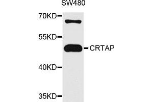 Western blot analysis of extracts of SW480 cells, using CRTAP antibody. (CRTAP 抗体)