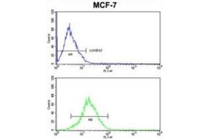 Flow Cytometry (FACS) image for anti-Keratin 13 (KRT13) antibody (ABIN3002761) (Cytokeratin 13 抗体)