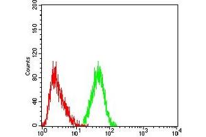 anti-Complement Component (3d/Epstein Barr Virus) Receptor 2 (CR2) (AA 740-964) antibody