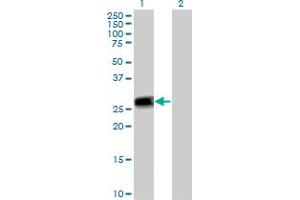 Western Blot analysis of PEF1 expression in transfected 293T cell line by PEF1 MaxPab polyclonal antibody. (PEF1 抗体  (AA 1-284))