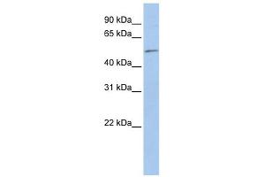 EIF5 antibody used at 1 ug/ml to detect target protein. (EIF5 抗体  (N-Term))