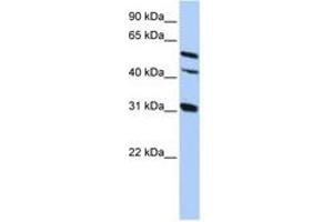 Image no. 1 for anti-Gap Junction Protein, alpha 8, 50kDa (GJA8) (AA 359-408) antibody (ABIN6742702) (GJA8 抗体  (AA 359-408))