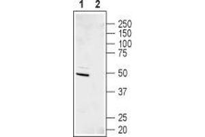 Western blot analysis of human SHSY-5Y neuroblastoma cell lysate: - 1. (KCNJ11 抗体  (C-Term, Intracellular))