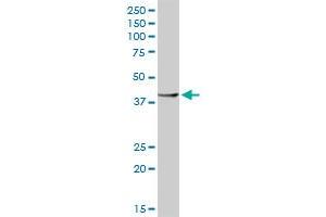 RBM9 MaxPab rabbit polyclonal antibody. (RBM9 抗体  (AA 1-380))