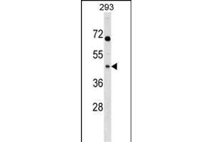 MRPL39 Antibody (C-term) (ABIN1537094 and ABIN2848617) western blot analysis in 293 cell line lysates (35 μg/lane). (MRPL39 抗体  (C-Term))