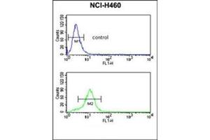 Flow cytometric analysis of NCI-H460 cells using ESRRB Antibody  (bottom histogram) compared to a negative control cell (top histogram). (ESRRB 抗体  (Middle Region))