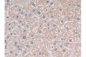 DAB staining on IHC-P; Samples: Human Liver Tissue (MIB2 抗体  (AA 687-930))