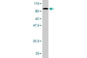 Western Blot detection against Immunogen (93. (NR1D1 抗体  (AA 1-614))