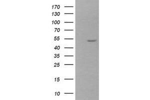 Image no. 1 for anti-Zinc Finger and SCAN Domain Containing 21 (Zscan21) antibody (ABIN1501866) (ZSCAN21 抗体)