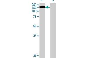 Western Blot analysis of STK11IP expression in transfected 293T cell line by STK11IP MaxPab polyclonal antibody. (STK11IP 抗体  (AA 1-1099))