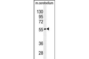FB Antibody (N-term) (ABIN655226 and ABIN2844832) western blot analysis in mouse cerebellum tissue lysates (35 μg/lane). (FAM69B 抗体  (N-Term))
