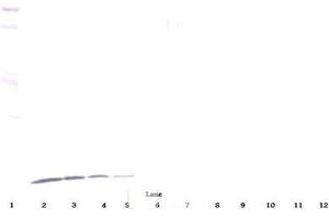 Western Blot (Reduced) using CXCL10 / IP-10 Antibody Cat. (CXCL10 抗体)