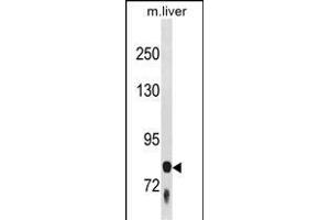 F13B Antibody (N-term) (ABIN1881330 and ABIN2839017) western blot analysis in mouse liver tissue lysates (35 μg/lane). (F13B 抗体  (N-Term))
