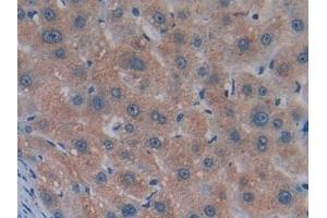 Immunohistochemistry (IHC) image for anti-Myostatin (MSTN) (AA 267-375) antibody (ABIN7427852)