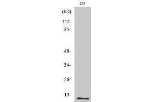 Western Blotting (WB) image for anti-Eosinophil Cationic Protein (ECP) (C-Term) antibody (ABIN3180601) (RNASE3 抗体  (C-Term))