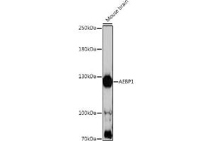Western blot analysis of extracts of mouse brain, using  antibody (ABIN7265509) at 1:1000 dilution. (AEBP1 抗体  (AA 999-1158))