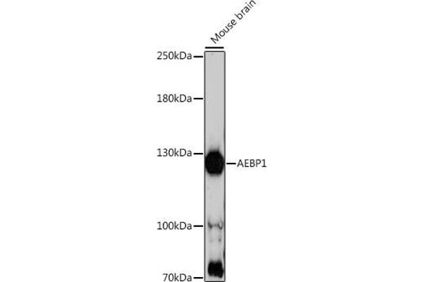 AEBP1 抗体  (AA 999-1158)