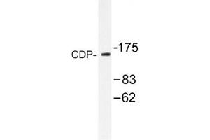 Image no. 1 for anti-Cut-Like Homeobox 1 (CUX1) antibody (ABIN317667) (CUX1 抗体)