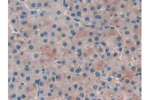 Used in DAB staining on fromalin fixed paraffin- embedded prostate gland tissue (PLAA 抗体  (AA 534-792))