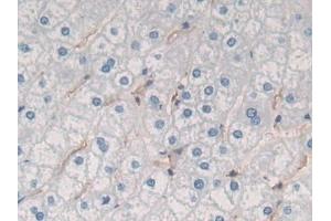 Immunohistochemistry (IHC) image for anti-Gastrokine 1 (GKN1) (AA 22-199) antibody (ABIN7434962)