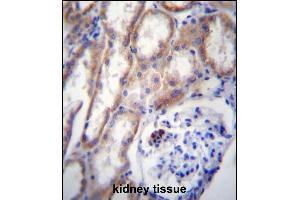 ZP4 Antibdy (C-term) (ABIN656652 and ABIN2845893) immunohistochemistry analysis in formalin fixed and paraffin embedded human kidney tissue followed by peroxidase conjugation of the secondary antibody and DAB staining. (ZP4 抗体  (C-Term))
