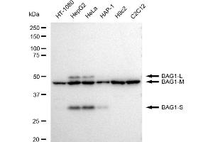 Western blotting analysis using BAG1 antibody (ABIN7797743). (Recombinant BAG1 抗体)