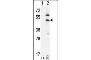 Western blot analysis of PDGFRL (arrow) using rabbit polyclonal PDGFRL- (ABIN392037 and ABIN2841805). (PDGFRL 抗体  (C-Term))