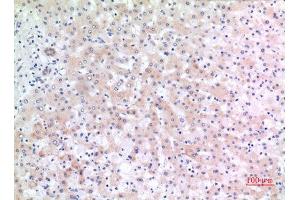 Immunohistochemistry (IHC) analysis of paraffin-embedded Human Liver, antibody was diluted at 1:100. (CD166 抗体  (C-Term))