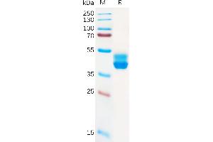 SDS-PAGE (SDS) image for Cannabinoid Receptor 2 (CNR2) (AA 1-33) protein (Fc Tag) (ABIN6964233)