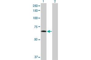 Western Blot analysis of ZNF350 expression in transfected 293T cell line by ZNF350 MaxPab polyclonal antibody. (ZNF350 抗体  (AA 1-532))