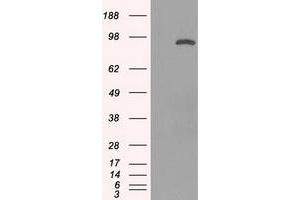 Image no. 5 for anti-Signal Transducer and Activator of Transcription 1, 91kDa (STAT1) antibody (ABIN1501168) (STAT1 抗体)